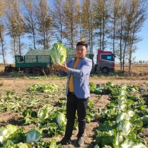 山东夏阳白黄心大白菜，价优量大规格齐全欢迎