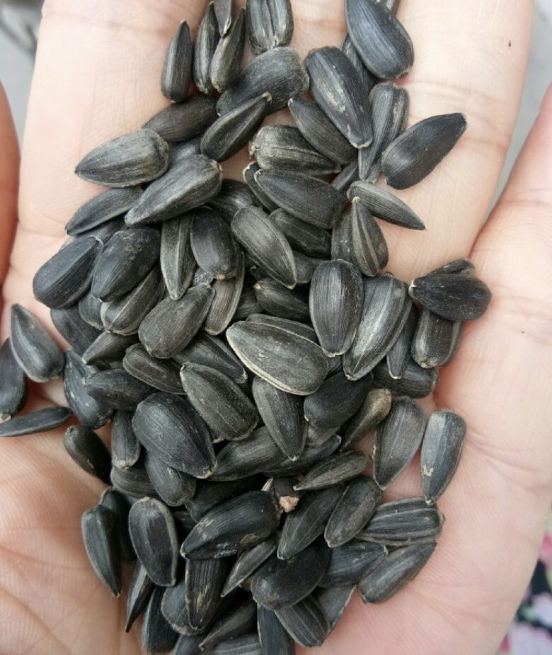 精选油葵油葵籽颗粒饱满源头厂家新油葵