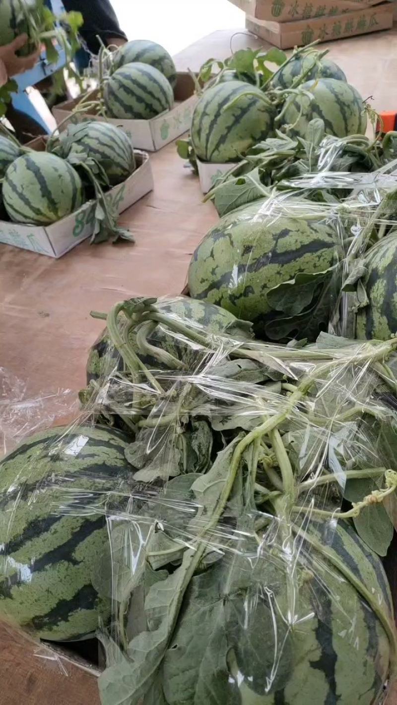 夏邑县大棚8424西瓜711西瓜一手货源，产地发货