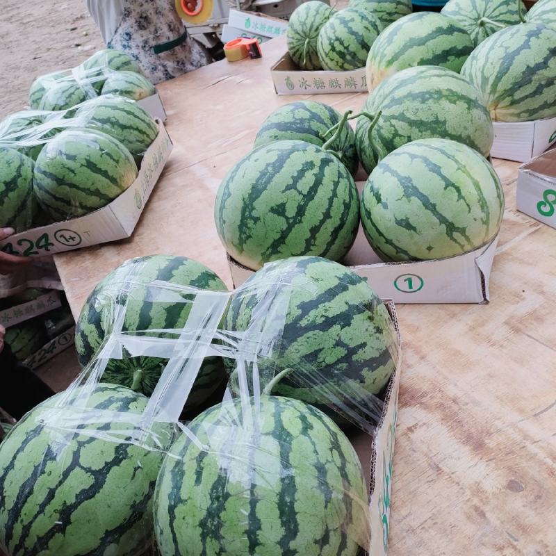 夏邑县大棚8424西瓜711西瓜一手货源，产地发货
