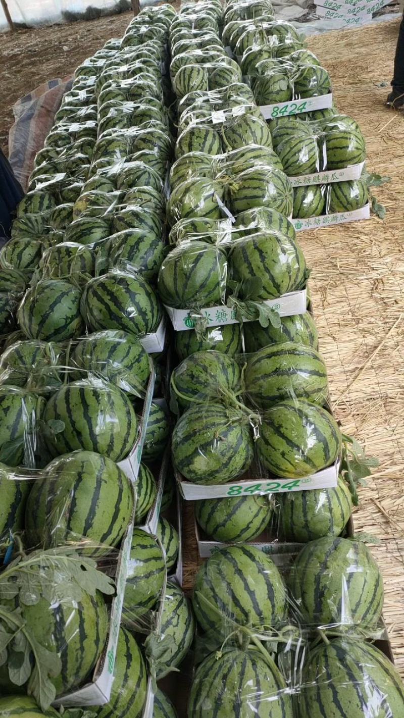 夏邑县大棚8424西瓜711西瓜一手货源，产地发货