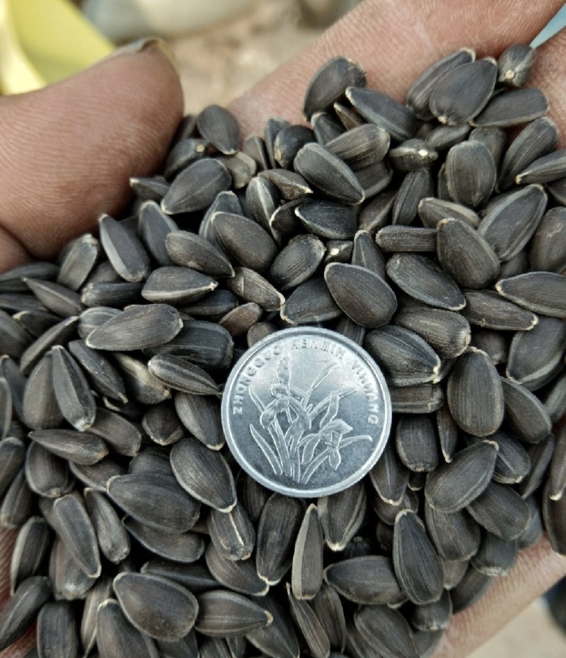 葵花籽油葵油葵瓜子油葵籽厂家直销价格优惠