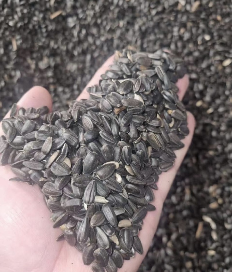 葵花籽油葵油葵瓜子油葵籽厂家直销价格优惠