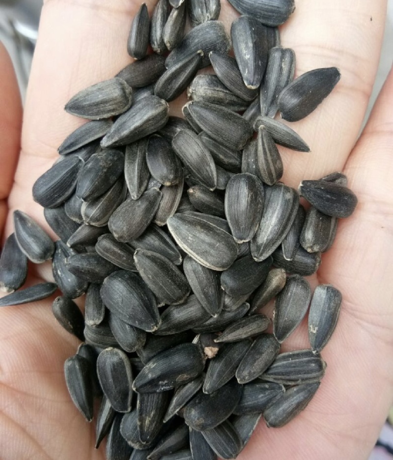 油葵厂家供应精选油葵籽颗粒饱满出油高油葵