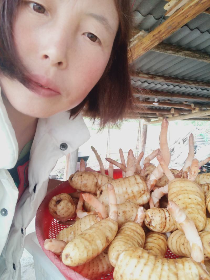 云南昭通彝良小草坝乌天麻干嘛自产自销，全国包邮，坏果包赔