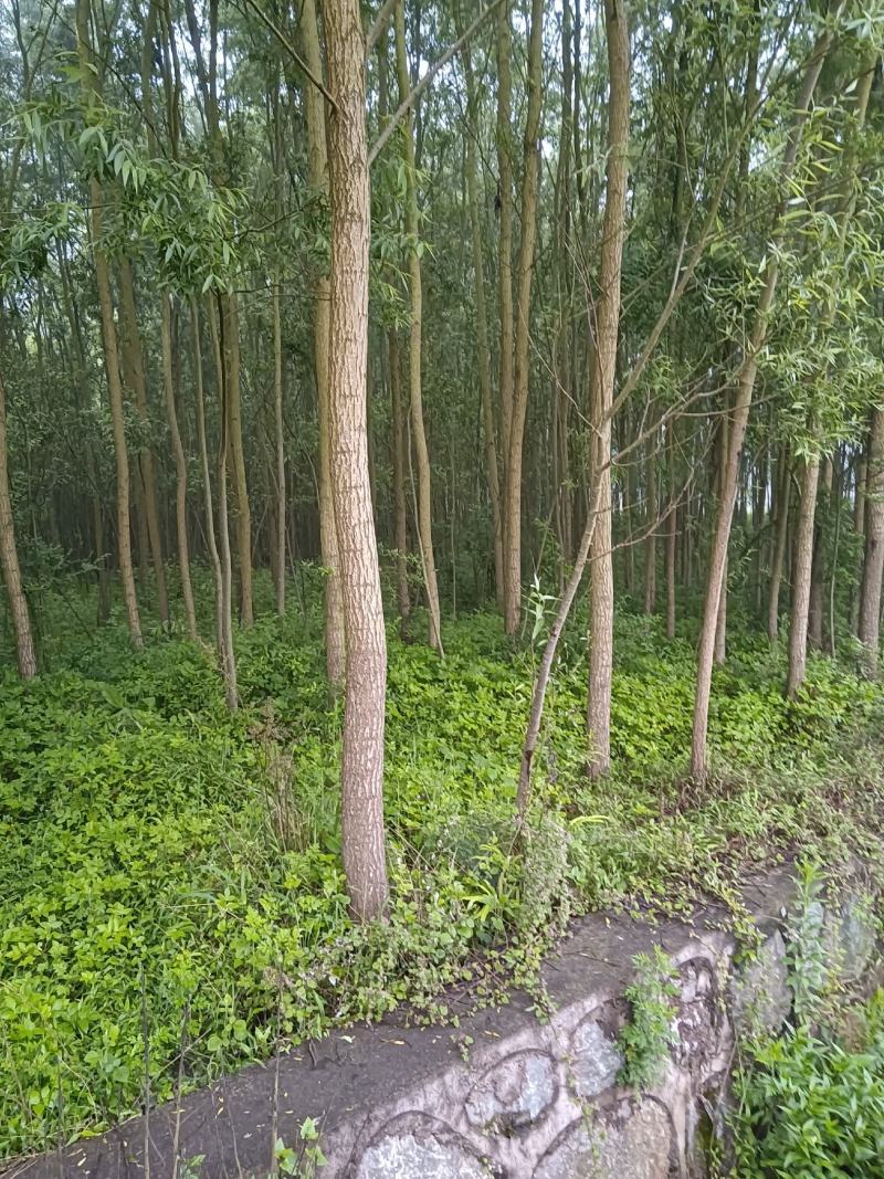 绿意全方位，小匠林距离。