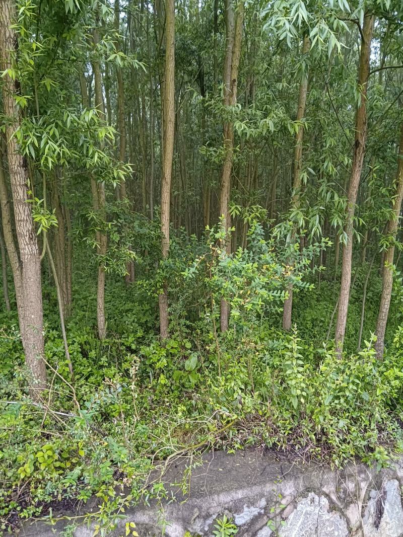 绿意全方位，小匠林距离。