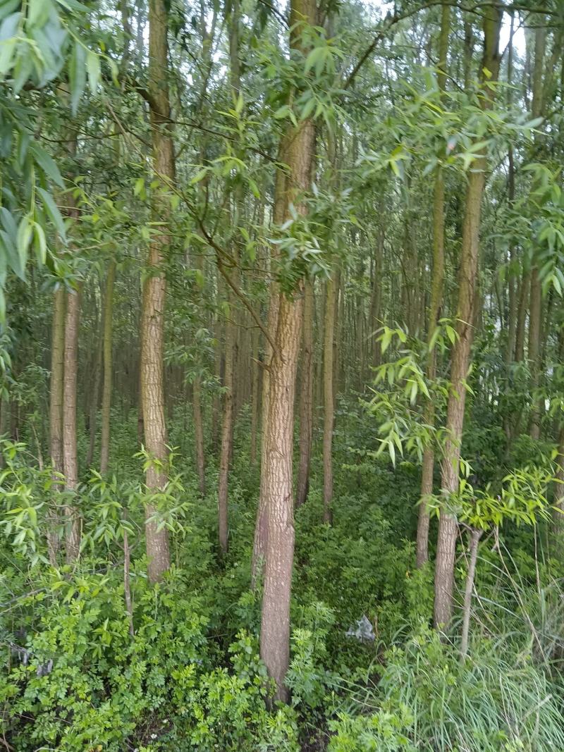 绿意全方位，小匠林距离。