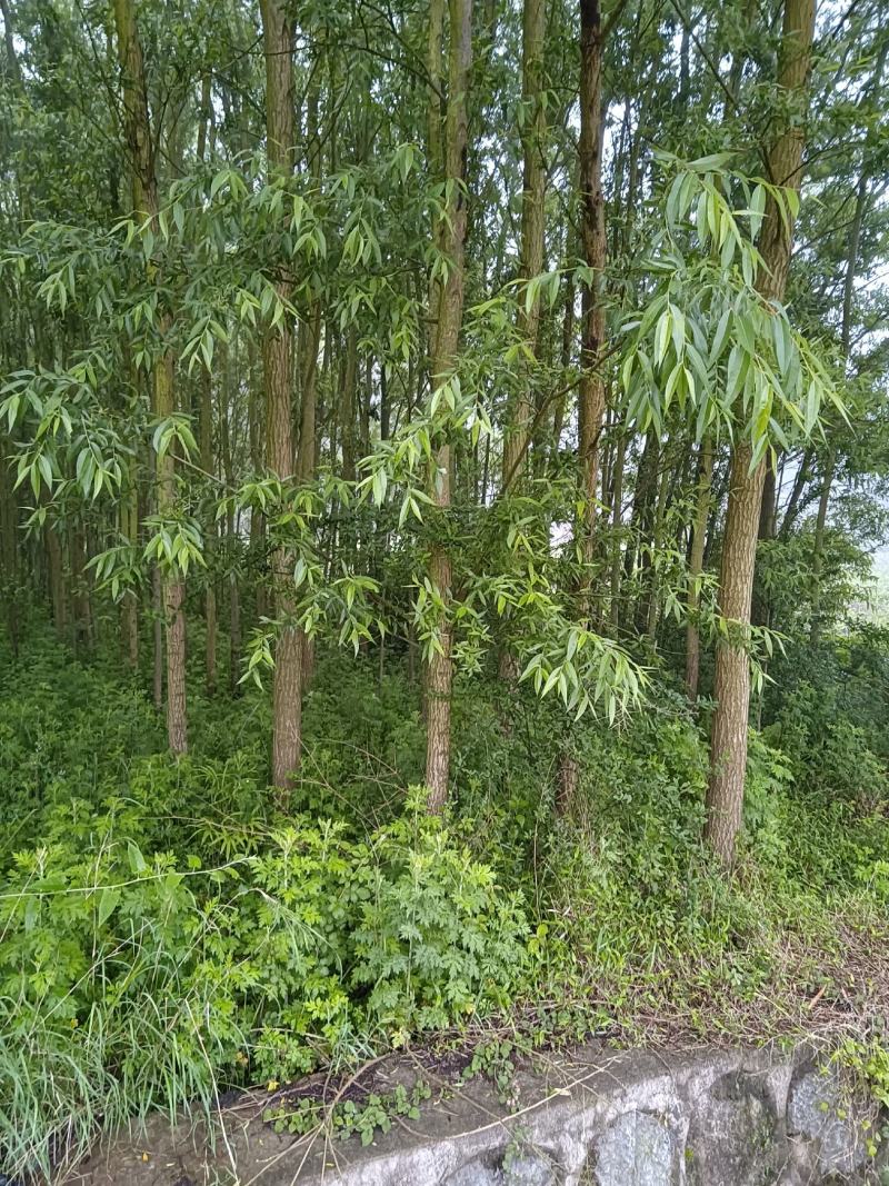 绿意全方位，小匠林距离。