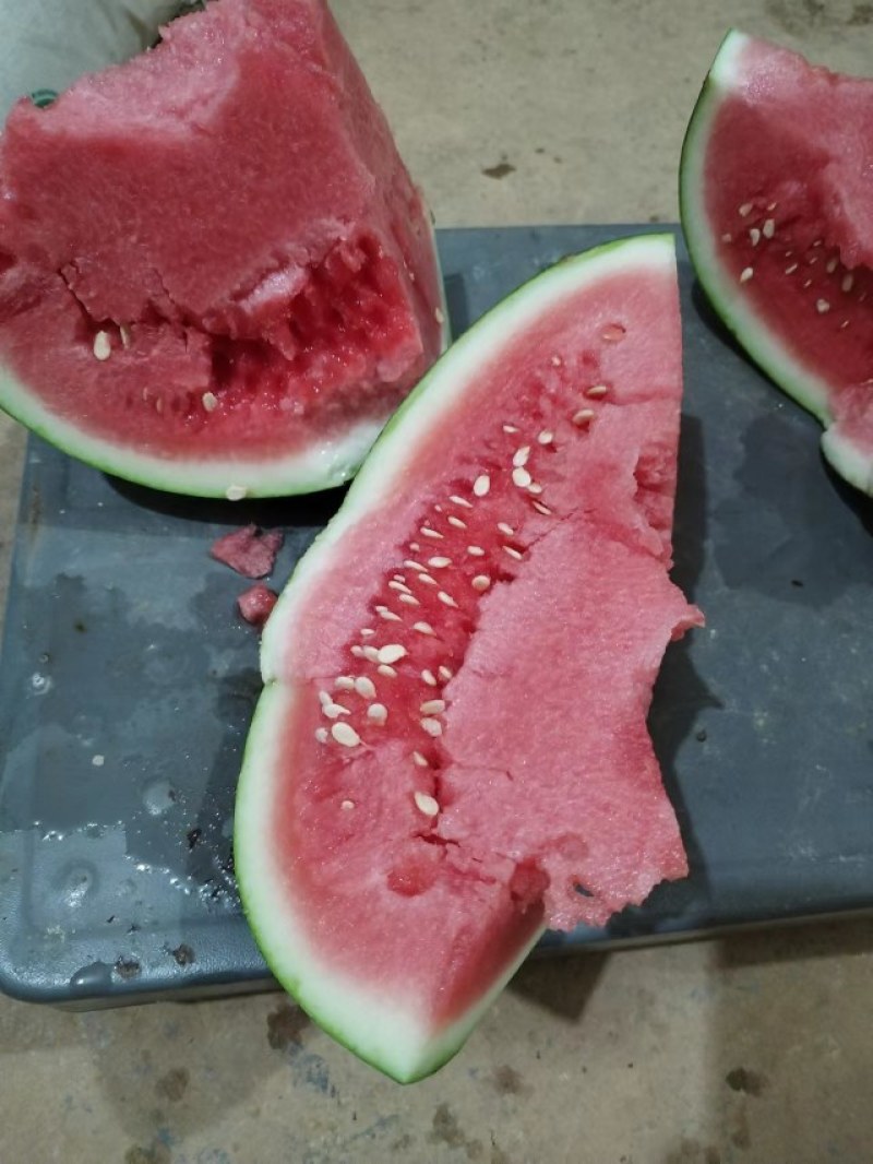 大棚西瓜美都