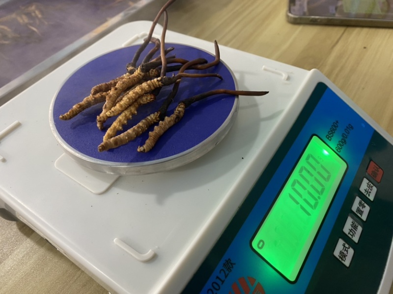 新鲜冬虫夏草