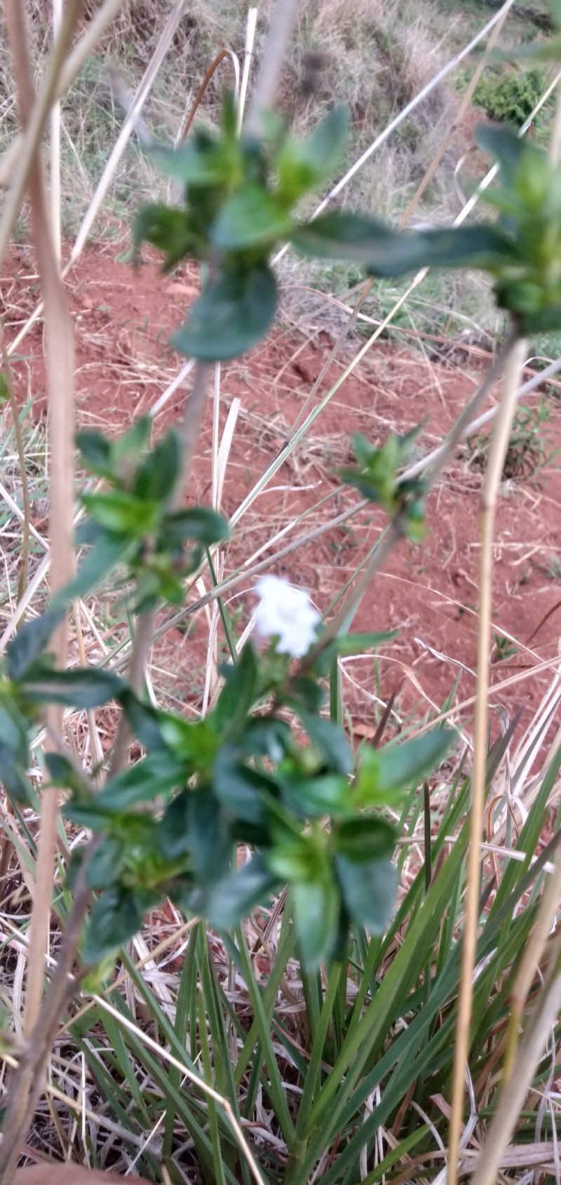 中药材白马骨六月雪野生新鲜现
