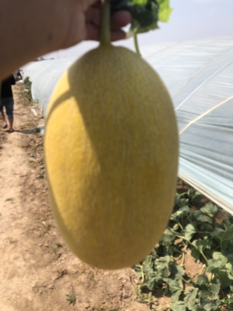 陕西哈密瓜大量供应，对接各大商超，社区团购，欢迎选购