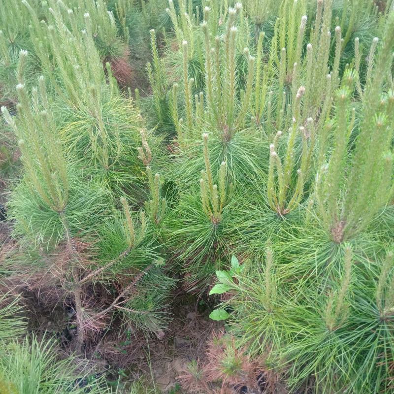 营养杯油松大小都有质量很好，地径粗成活率高。