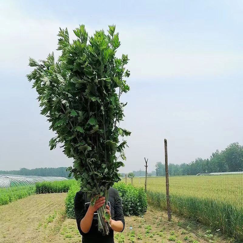 艾草新鲜端午节挂门驱蚊虫野生正宗艾草整棵带杆现割洗澡泡脚