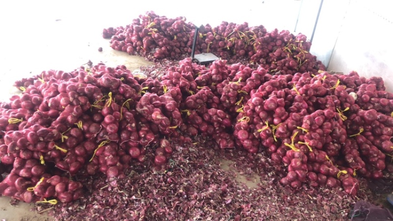 水果圆葱大量上市，可加工各种规格需要的联系