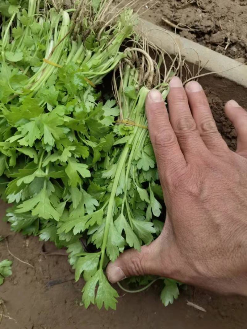 芹菜苗，基地直供，法国皇后，发货方便，破损包赔！