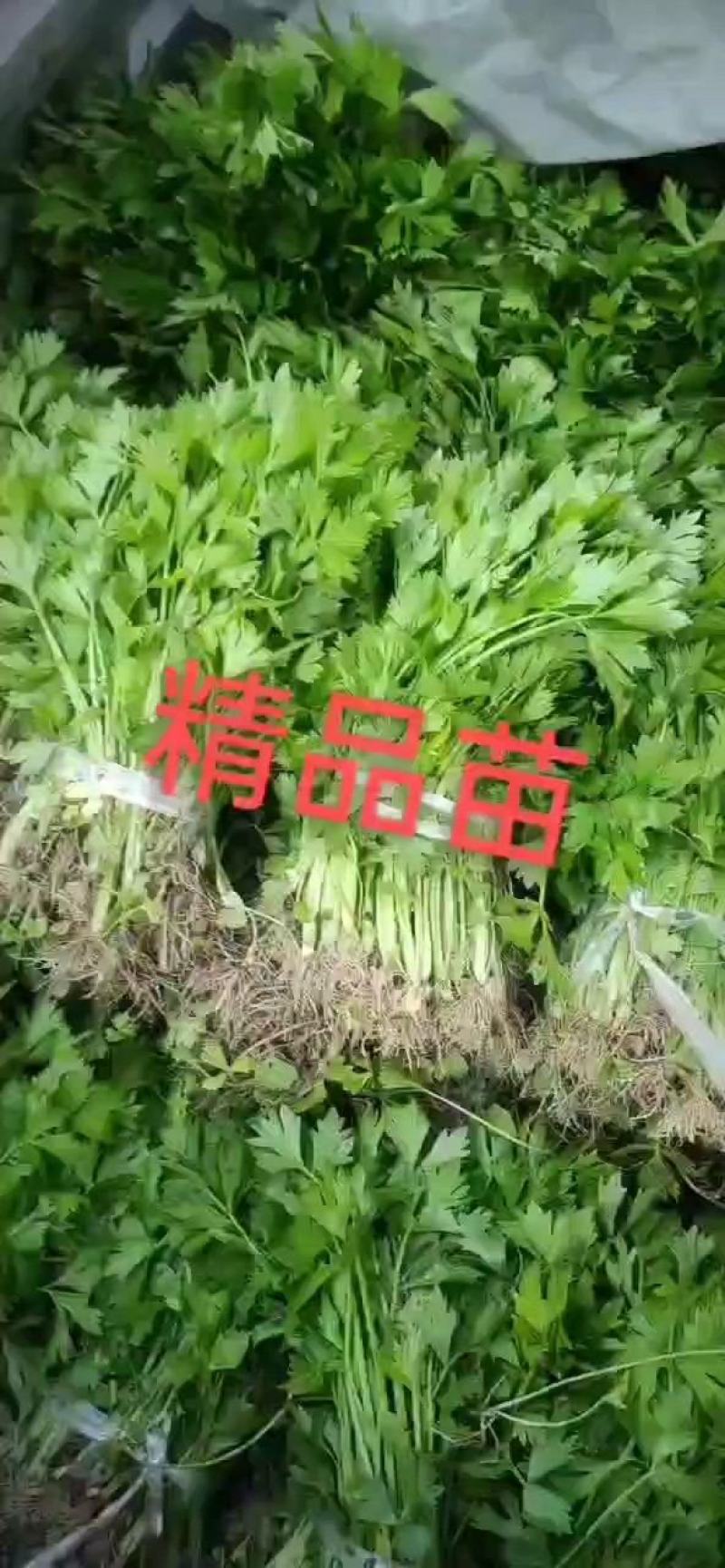 芹菜苗，基地直供，法国皇后，发货方便，破损包赔！