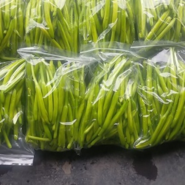 黄花菜