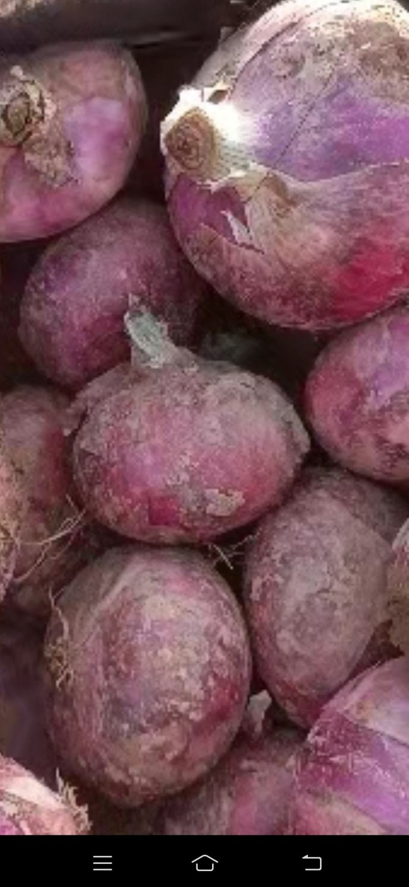 精品洋葱产地一手货源产地直发质量保障需要的老板联