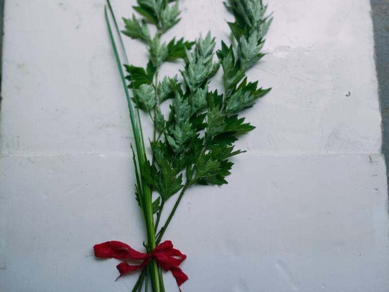 成都鲜艾草菖蒲