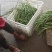 大量供应市场糯玉米