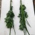 成都鲜艾草菖蒲
