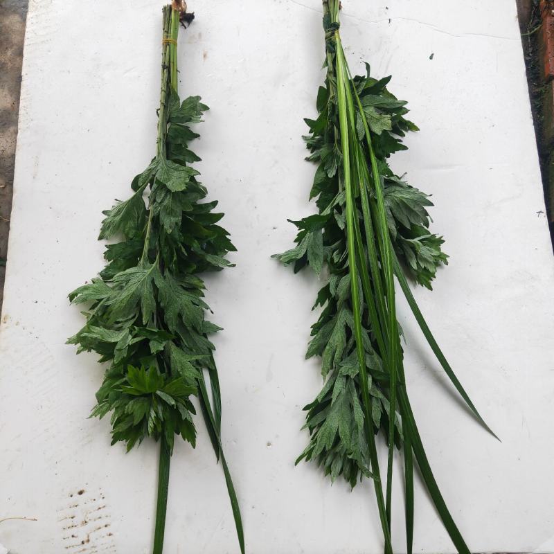 成都鲜艾草菖蒲