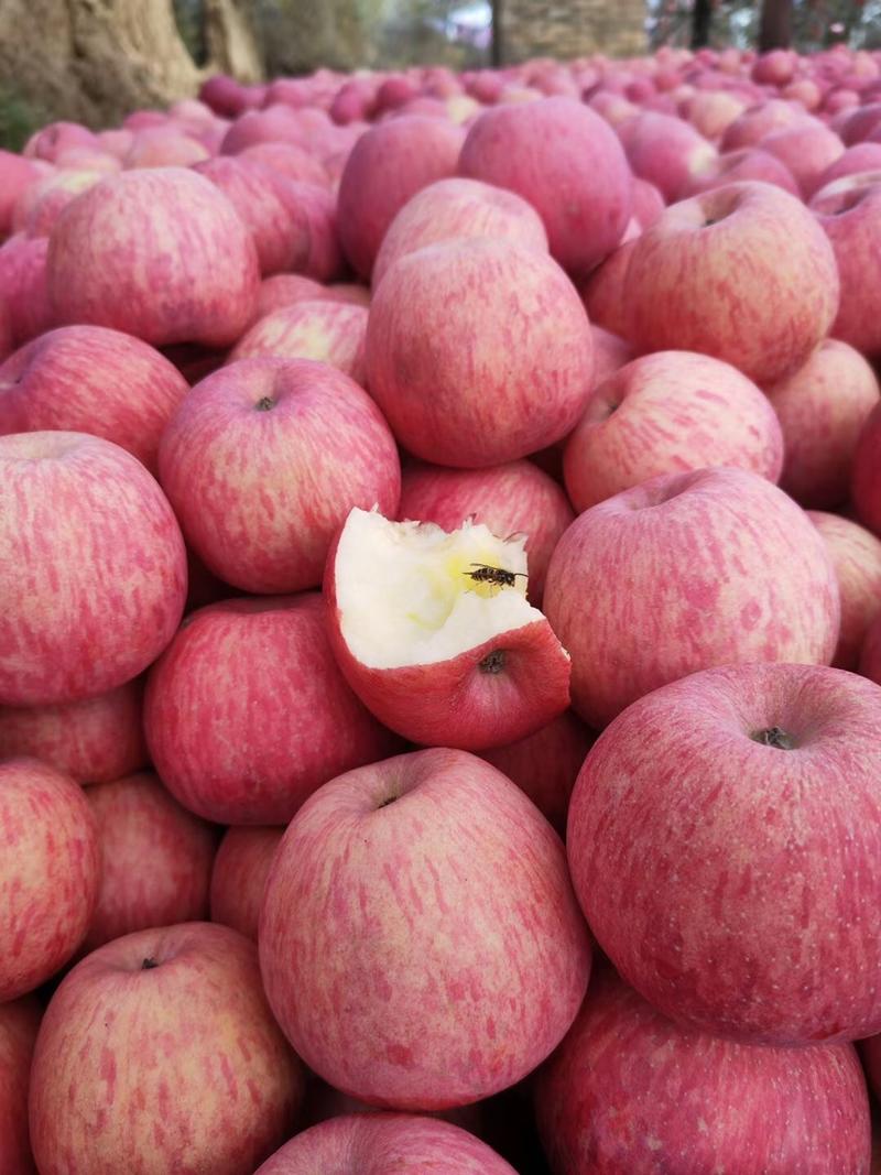 陕西洛川红富士苹果脆甜条纹红支持美团多多社团一件代发