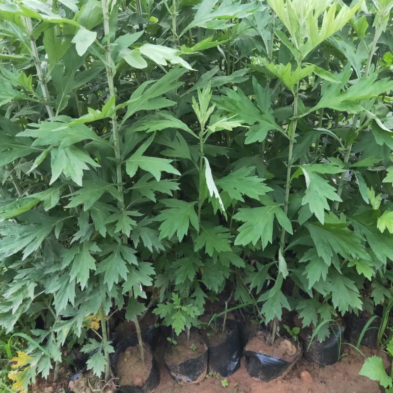 成都鲜艾草菖蒲