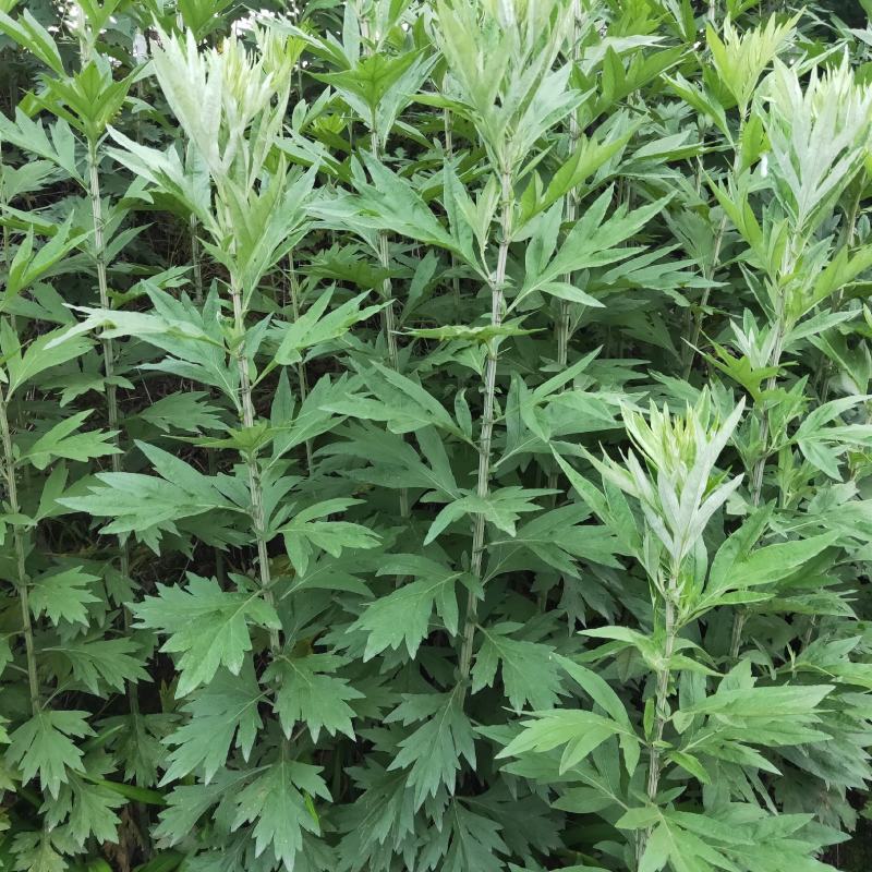 成都鲜艾草菖蒲