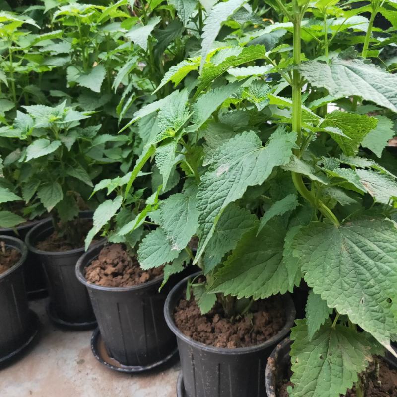 成都鲜艾草菖蒲