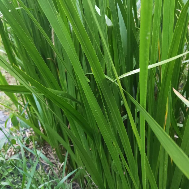 成都鲜艾草菖蒲
