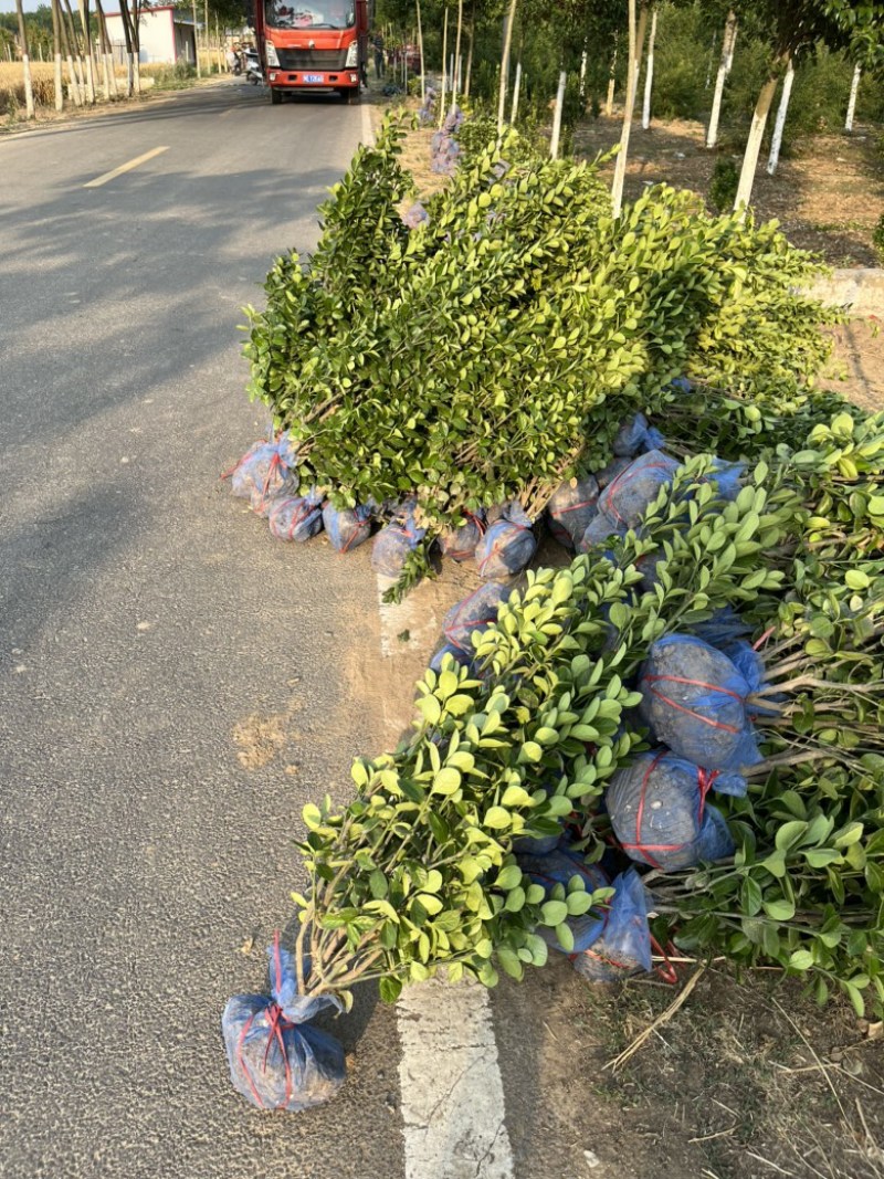 北海道黄杨、、、高度八十到一米五，质量如图，有需要老板
