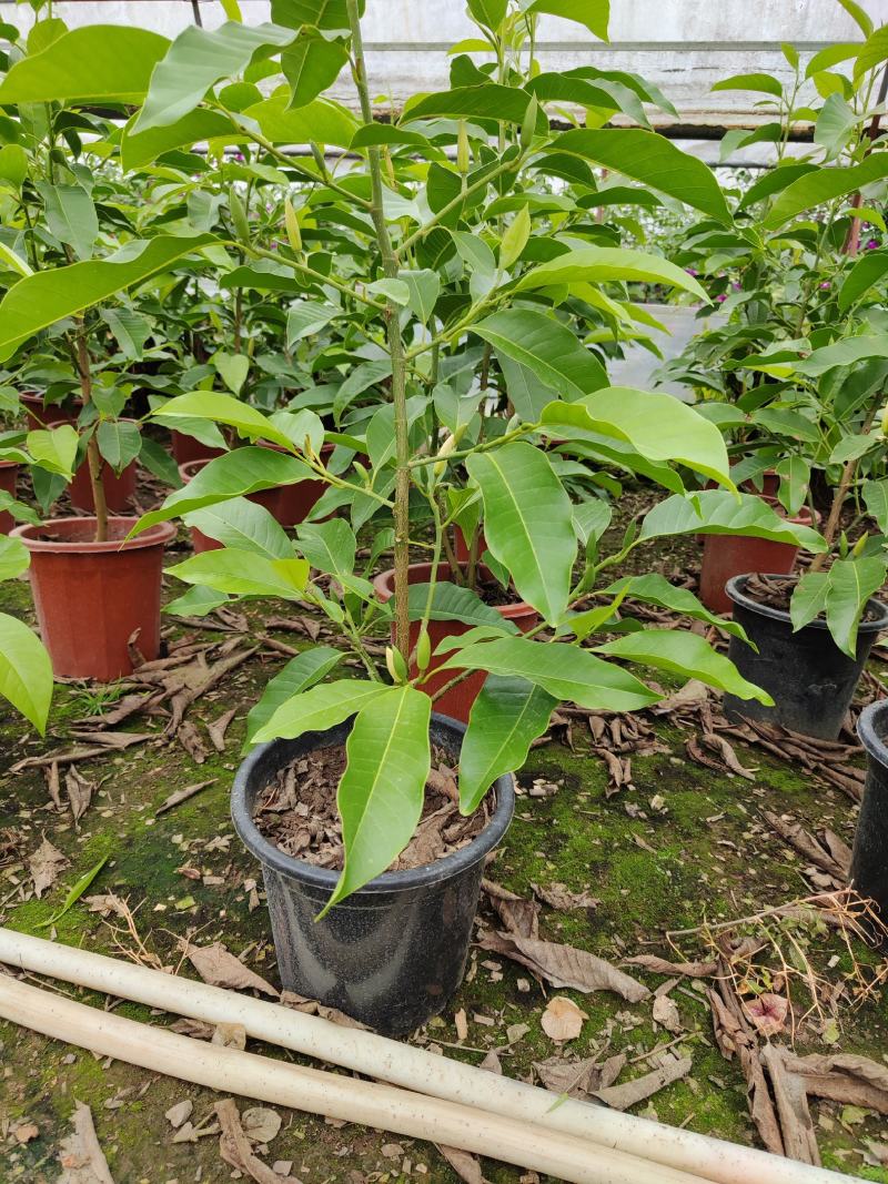 黄角兰，白兰花四季开花