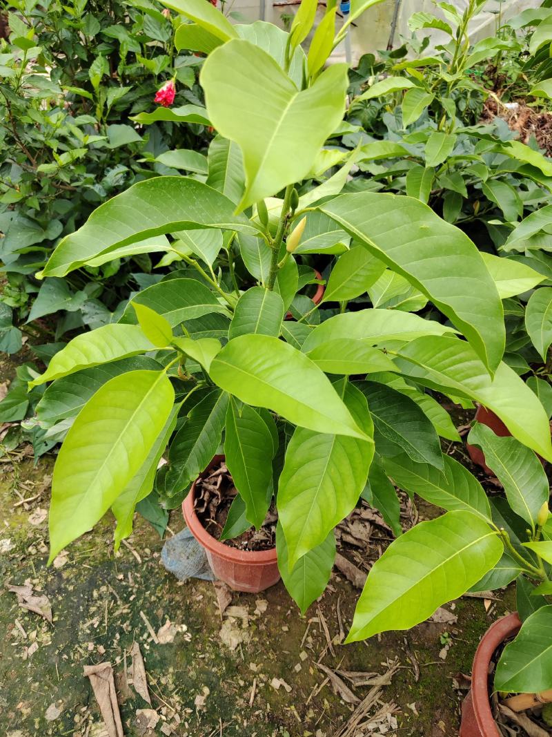 黄角兰，白兰花四季开花