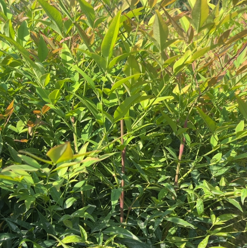 南天竹地栽苗高度30公分至50公分基地自产自销货源充足。