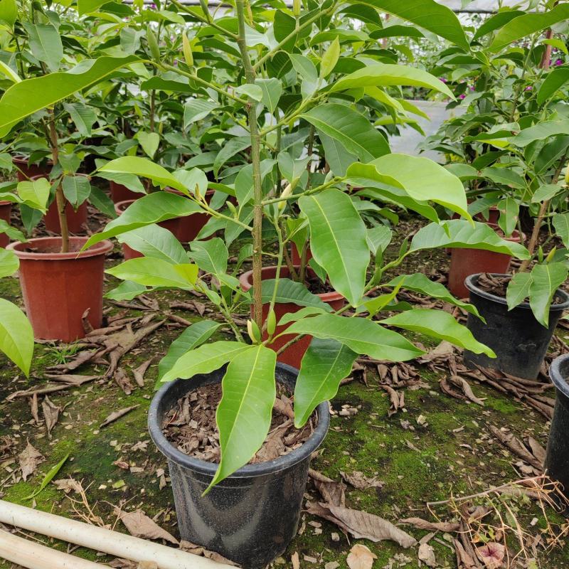 黄角兰，白兰花四季开花