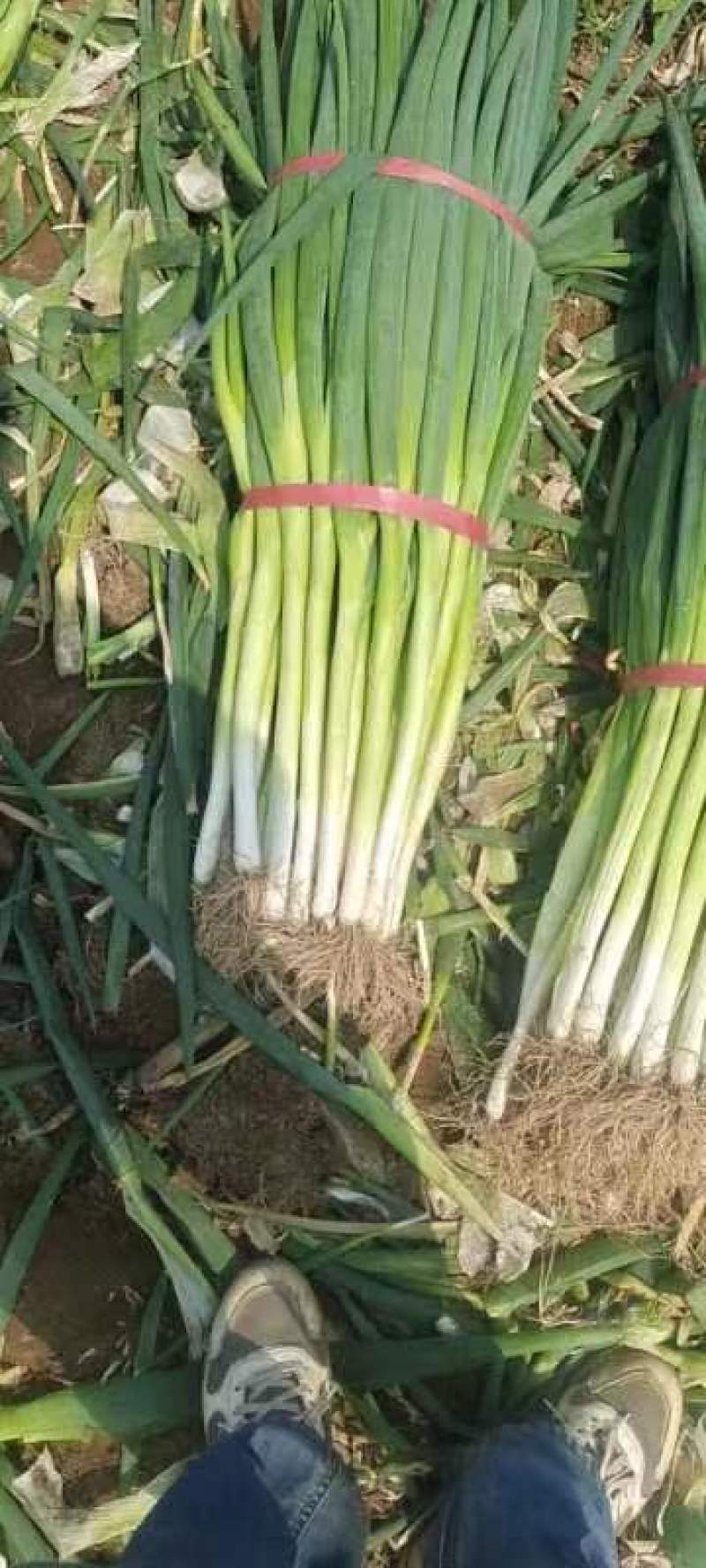 地膜葱大量上市欢迎采购脱水葱大量有货