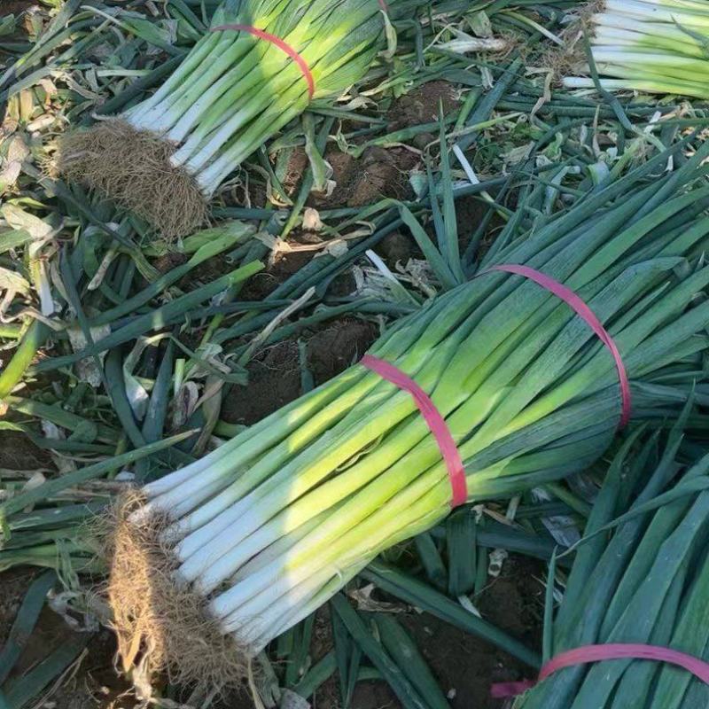 地膜葱大量上市欢迎采购脱水葱大量有货