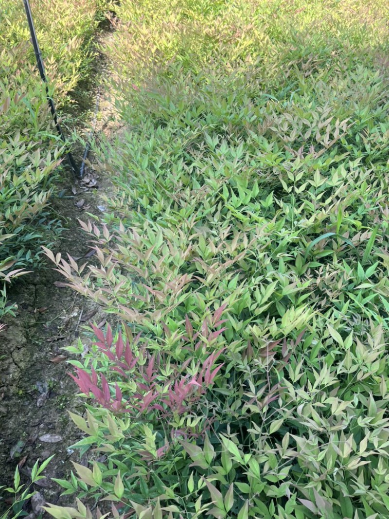 南天竹地栽苗高度30公分至50公分基地自产自销货源充足。