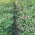 南天竹地栽苗高度30公分至50公分基地自产自销货源充足。