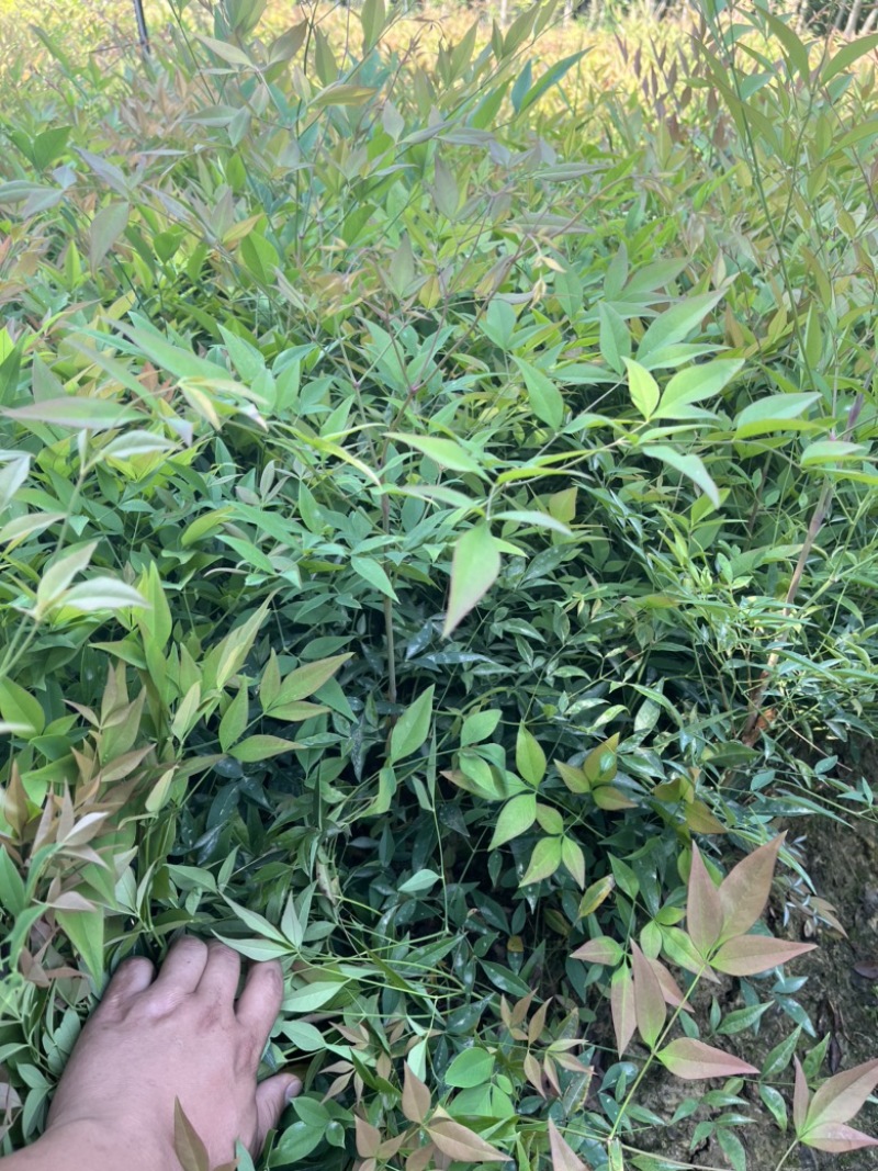 南天竹地栽苗高度30公分至50公分基地自产自销货源充足。
