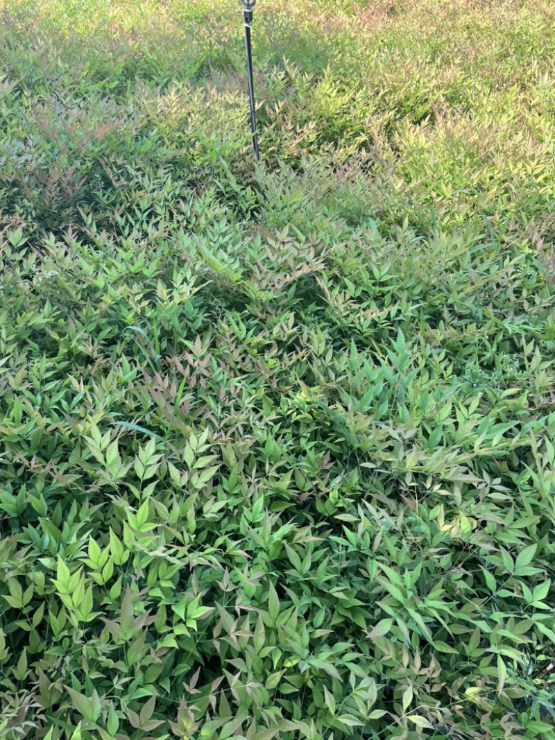 南天竹地栽苗高度30公分至50公分基地自产自销货源充足。