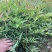南天竹地栽苗高度30公分至50公分基地自产自销货源充足。