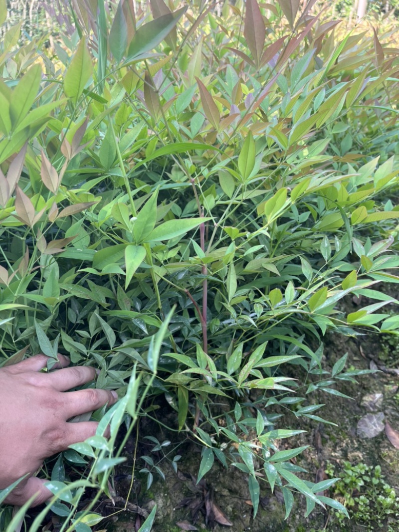 南天竹地栽苗高度30公分至50公分基地自产自销货源充足。