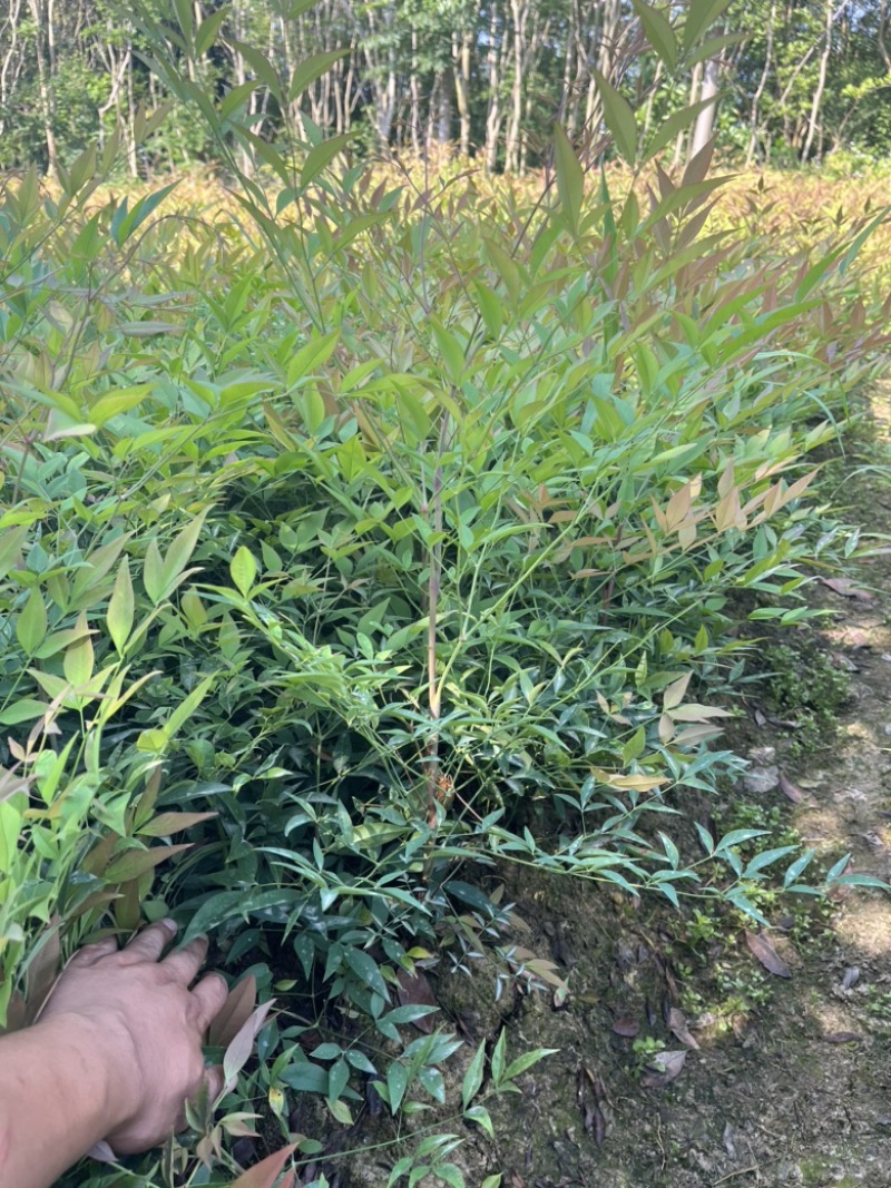 南天竹地栽苗高度30公分至50公分基地自产自销货源充足。