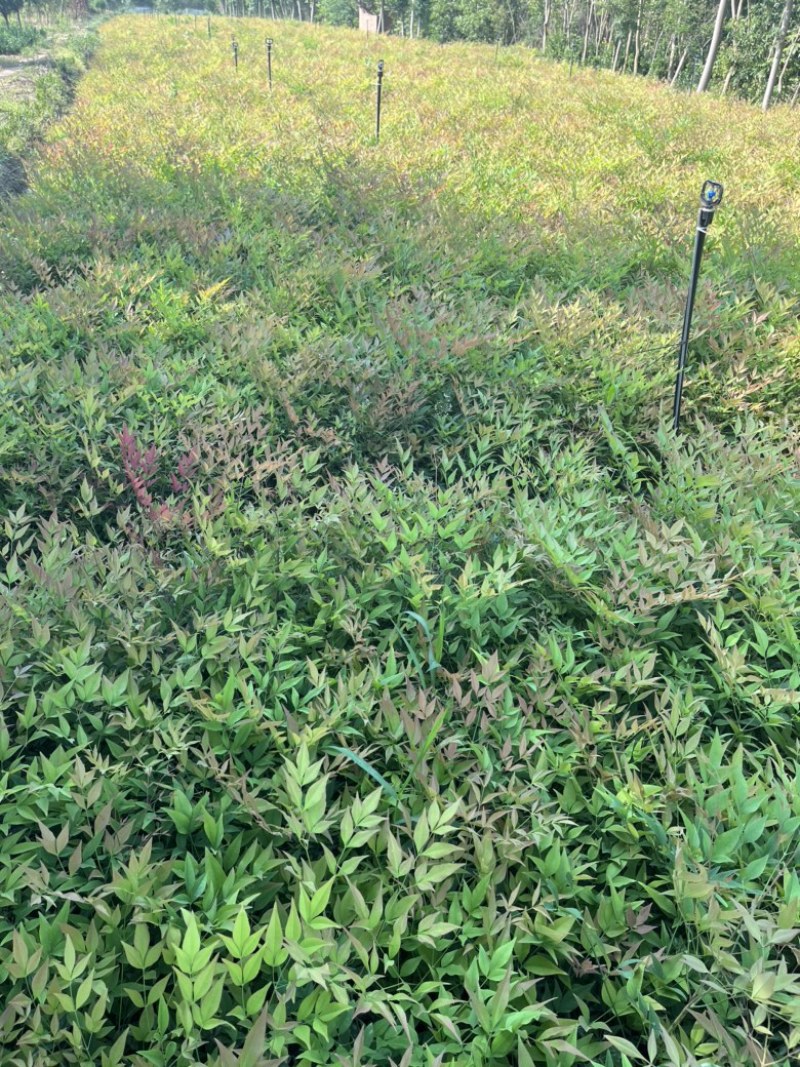 南天竹地栽苗高度30公分至50公分基地自产自销货源充足。