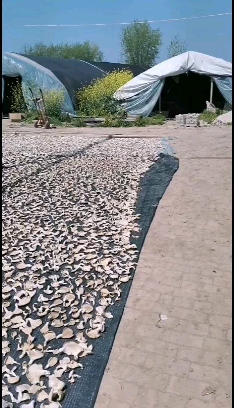 干平菇晒干平菇烘干平菇条形片形都有货