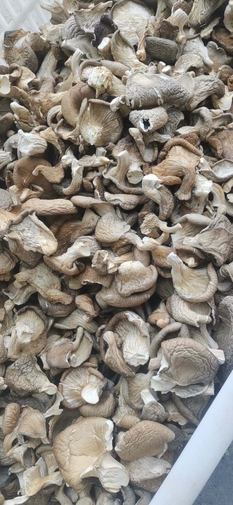 干平菇晒干平菇烘干平菇条形片形都有货